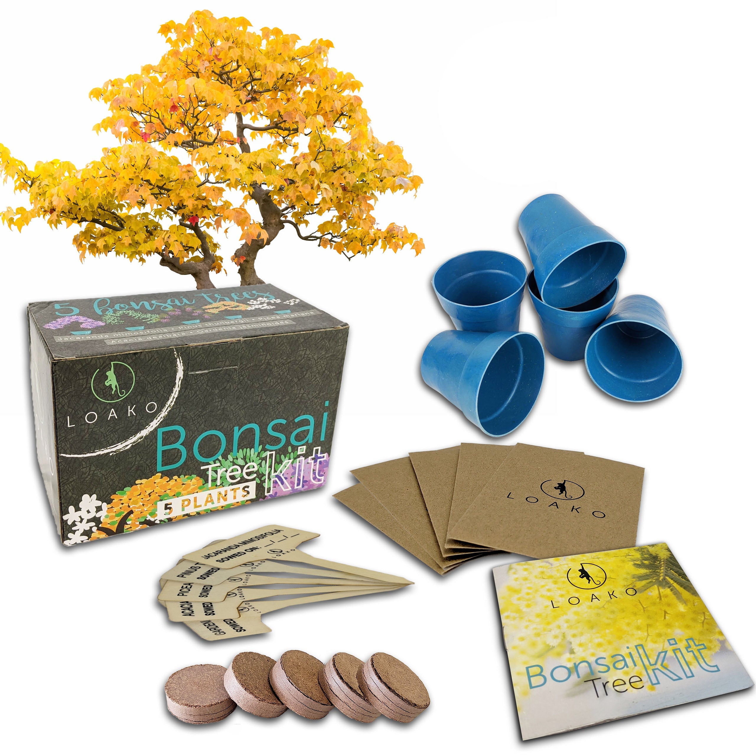 Regular Bonsai Tree Kit